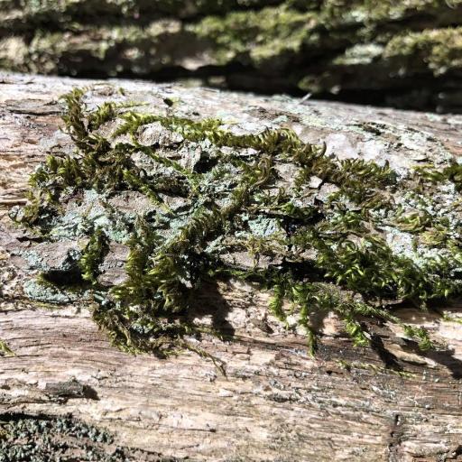 Homalothecium sericeum — houseplant care guide