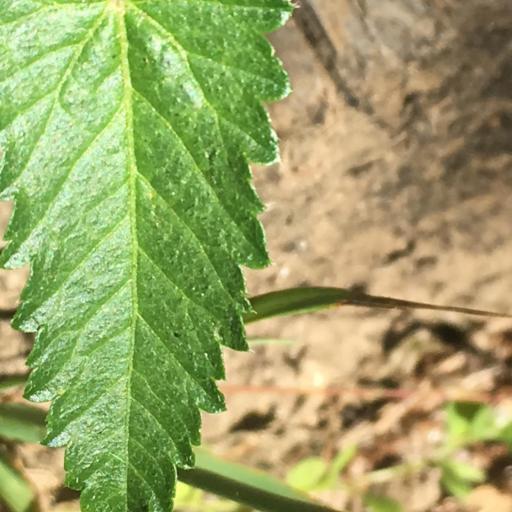Tragia betonicifolia other