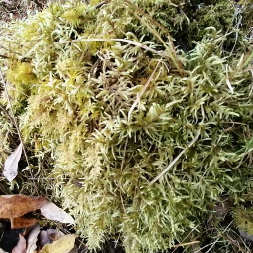 Pleurozium schreberi other