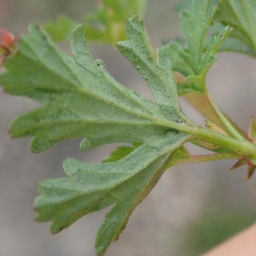 Pelargonium grossularioides other