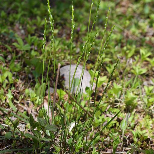 Oryzopsis asperifolia — houseplant care guide