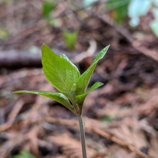 Lysimachia latifolia other