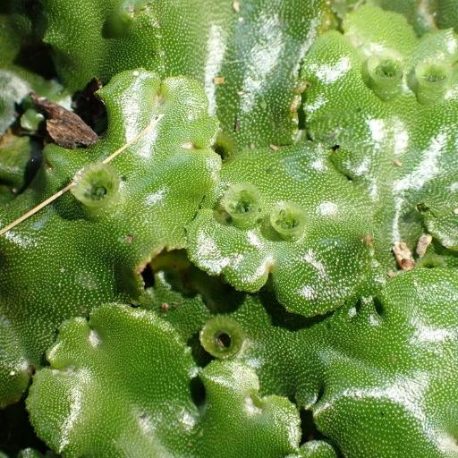 Marchantia berteroana — related species from the same genus