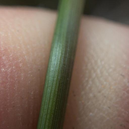 Juncus sarophorus — search result for 'Juncaceae'