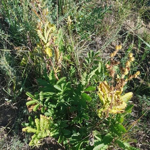Potentilla longifolia other