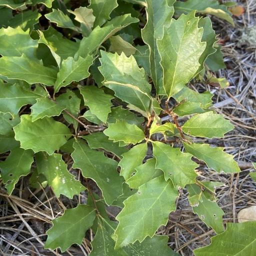 Quercus prinoides other