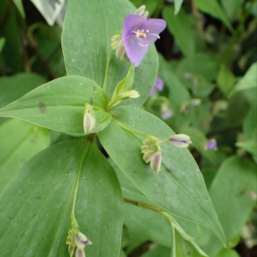 Tinantia pringlei other