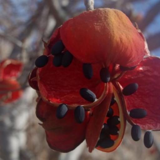 Sterculia quadrifida other