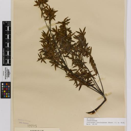 Leucopogon fasciculatus other