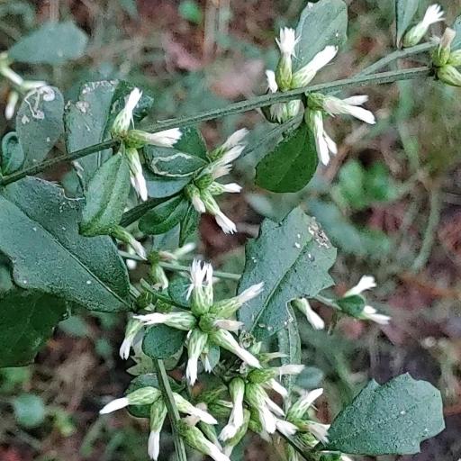 Baccharis glomeruliflora — search result for 'Baccharis'
