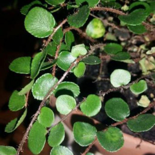 Hemionitis rotundifolia