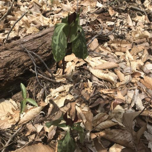 Trillium recurvatum — search result for 'Trillium'