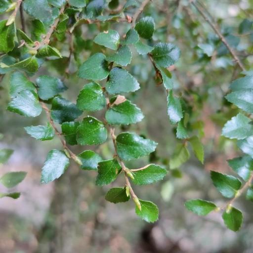 Nothofagus cunninghamii — search result for 'Nothofagus'