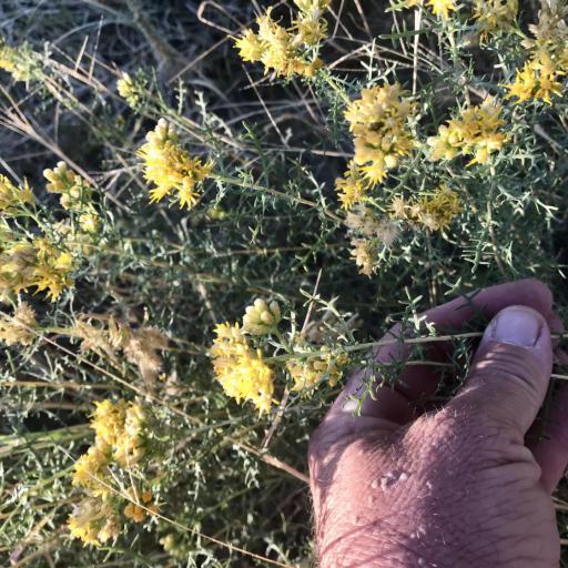 Isocoma tenuisecta other