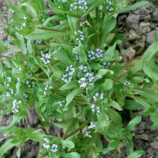 Valeriana locusta other