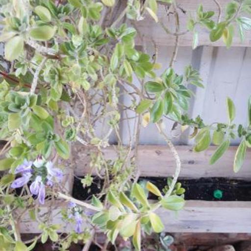 Coleus neochilus — search result for 'Plectranthus'