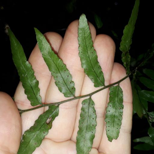 Arthropteris tenella other