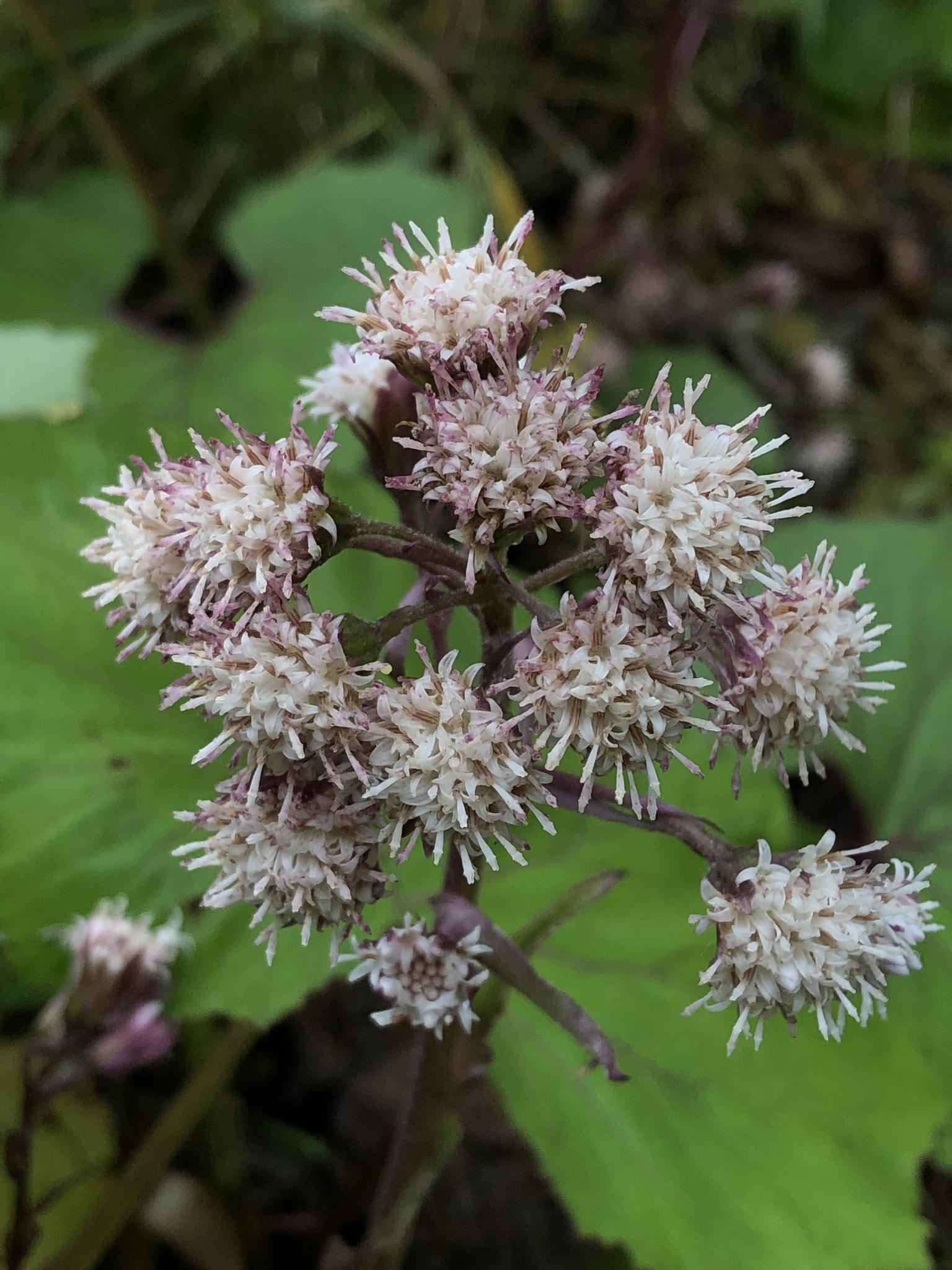 Petasites formosanus other
