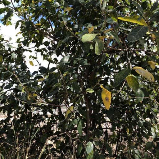 Ficus opposita — houseplant care guide