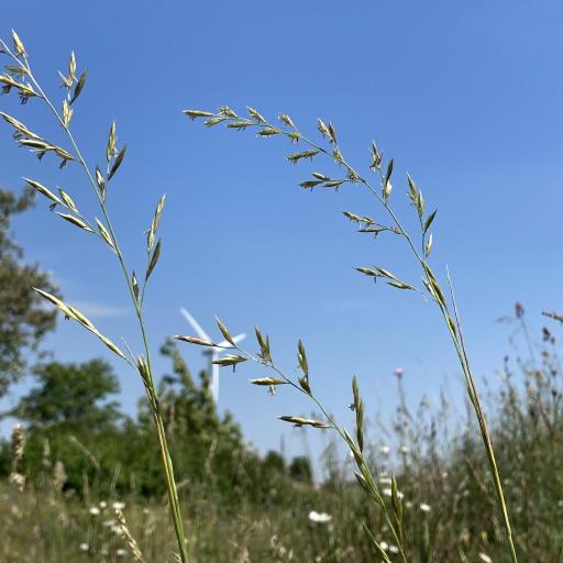 Lolium pratense — search result for 'Lolium'