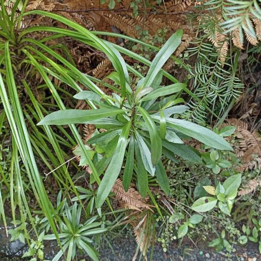 Urostemon kirkii other