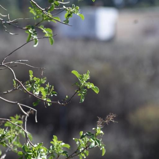 Sambucus caerulea other