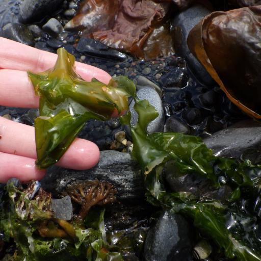 Ulva lactuca — search result for 'Lactuca'