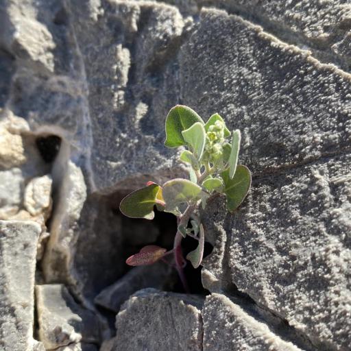 Chenopodium incanum other