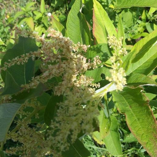 Koenigia weyrichii other