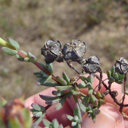 Lampranthus elegans — houseplant care guide