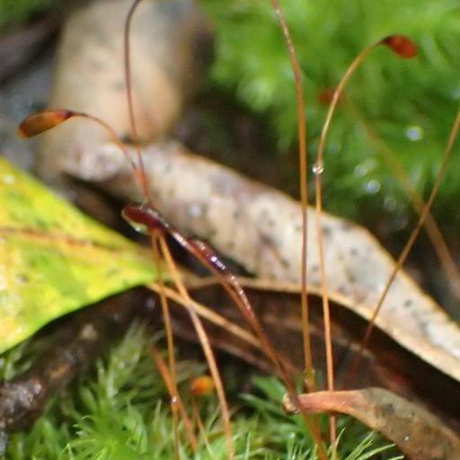 Pyrrhobryum spiniforme — houseplant care guide