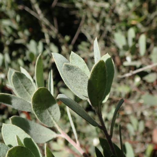 Arctostaphylos silvicola — search result for 'Arctostaphylos'