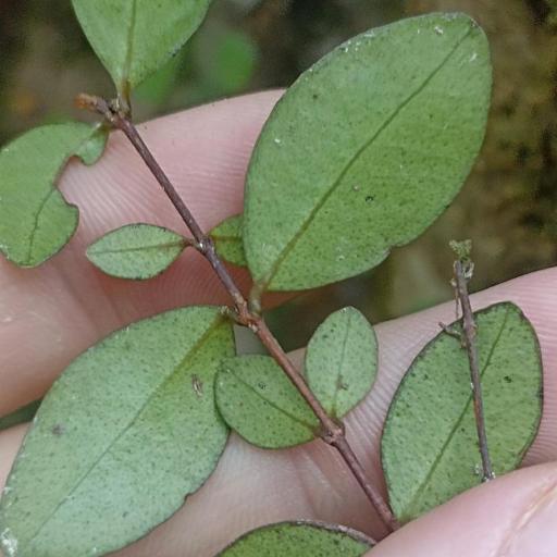 Metrosideros fulgens other