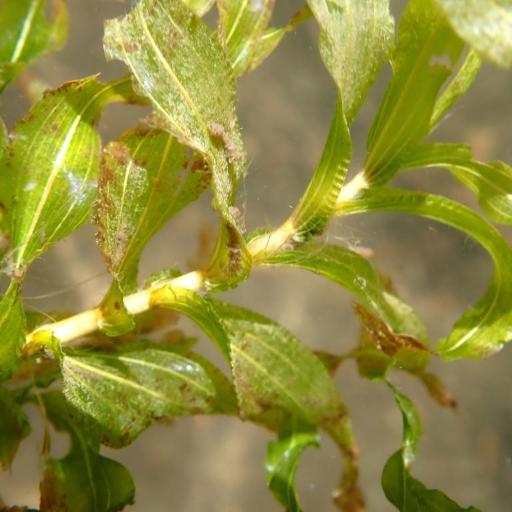 Potamogeton richardsonii other