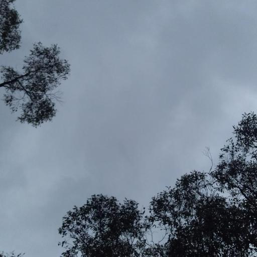 Genoplesium rufum other