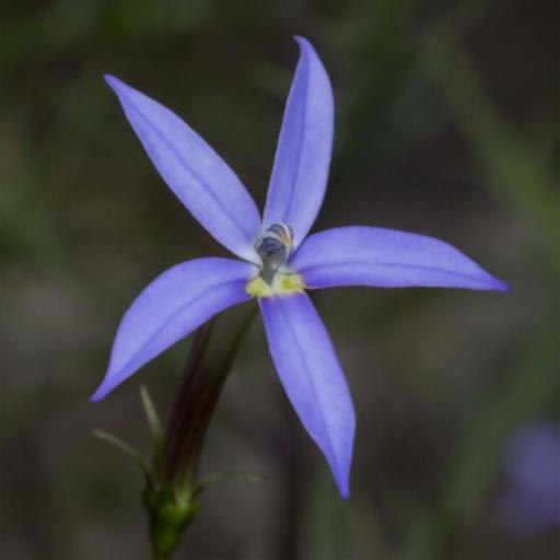 Lithotoma axillaris other