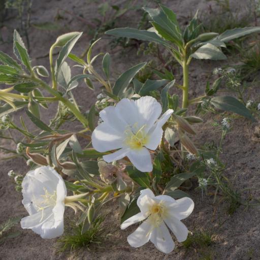 Oenothera deltoides — search result for 'Oenothera'