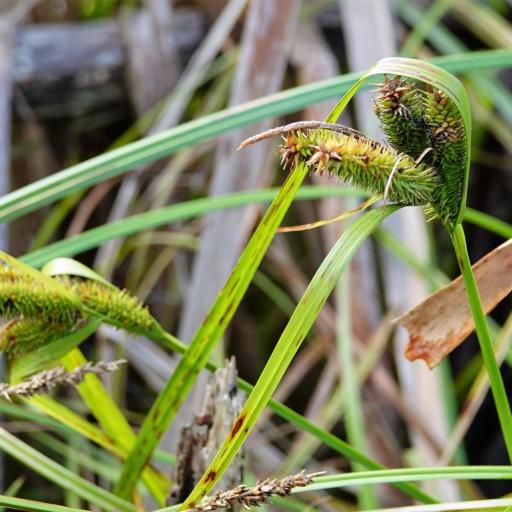 Carex maorica other