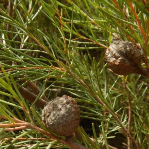 Hakea nodosa — search result for 'Hakea'