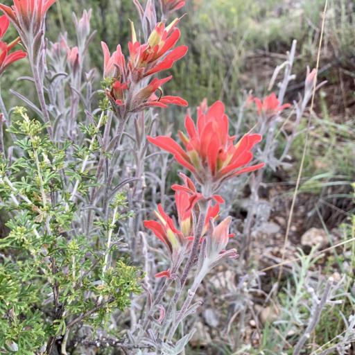 Castilleja lanata — houseplant care guide