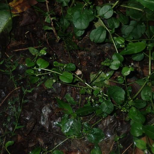 Hackelia latifolia other