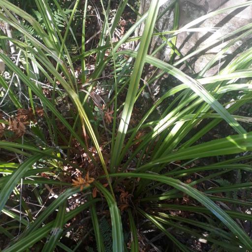 Astelia trinervia other