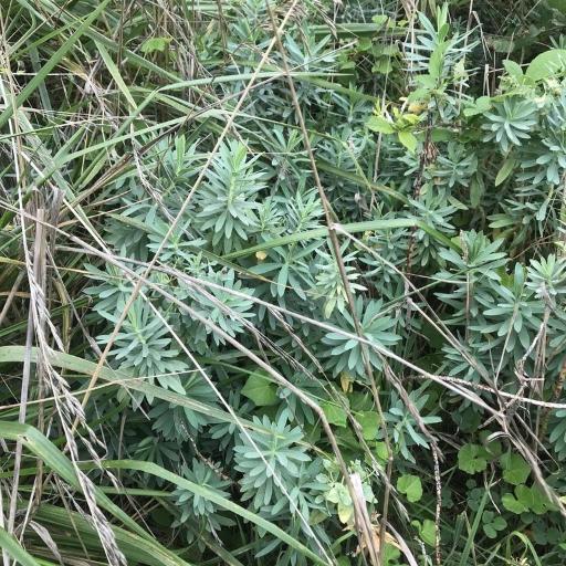 Euphorbia glauca — houseplant care guide