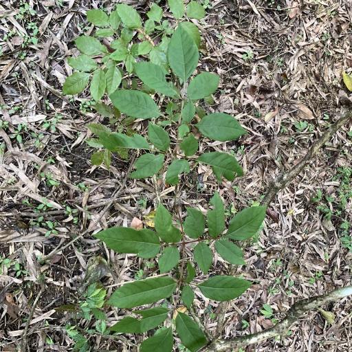 Nekemias cantoniensis other