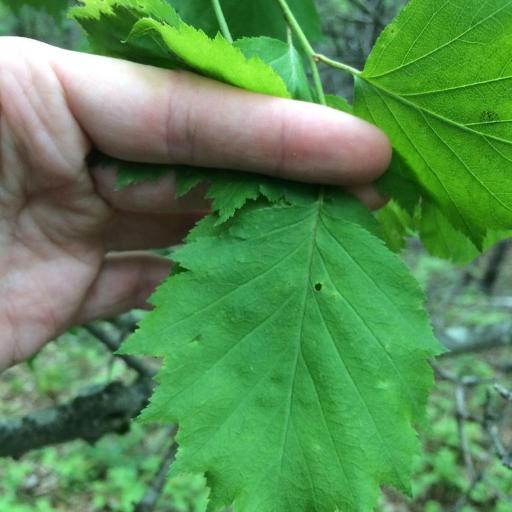 Crataegus schuettei — search result for 'Crataegus'