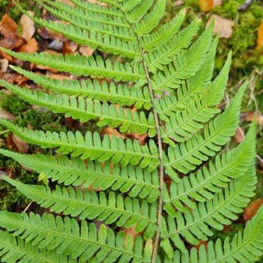Dryopteris borreri other