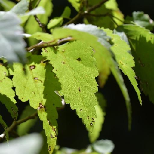 Plagianthus regius — houseplant care guide