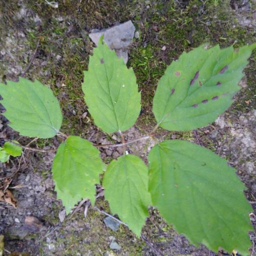 Viburnum rafinesquianum other