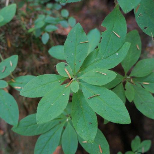 Rhododendron menziesii other
