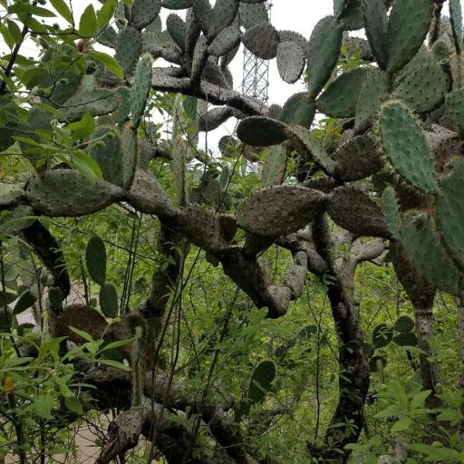 Opuntia auberi — search result for 'Cuba'